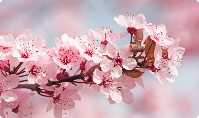 cherry blossoms